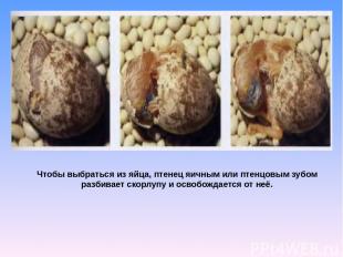 Чтобы выбраться из яйца, птенец яичным или птенцовым зубом разбивает скорлупу и