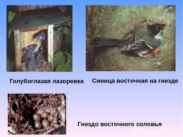 Голубоглазая лазоревка Синица восточная на гнезде Гнездо восточного соловья