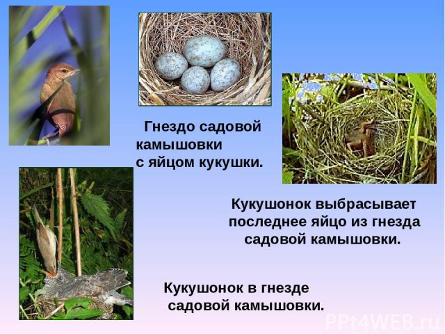 Гнездо садовой камышовки с яйцом кукушки. Кукушонок выбрасывает последнее яйцо из гнезда садовой камышовки. Кукушонок в гнезде садовой камышовки.
