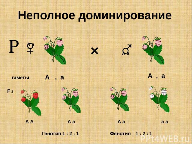 × ♀ ♂ гаметы А а А а F 2 А , а А , а А А А а А а а а Р Фенотип 1 : 2 : 1 Неполное доминирование Генотип 1 : 2 : 1
