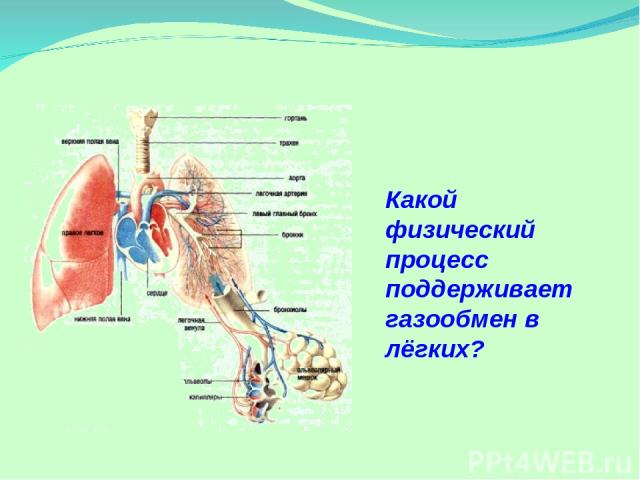 Какой физический процесс поддерживает газообмен в лёгких?