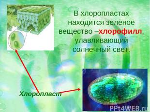 Хлоропласт В хлоропластах находится зелёное вещество –хлорофилл, улавливающий со