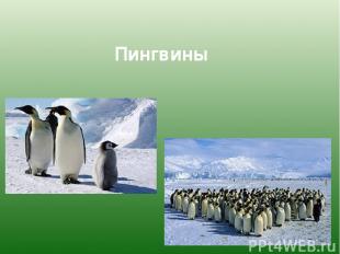 Пингвины