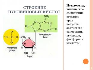 СТРОЕНИЕ НУКЛЕИНОВЫХ КИСЛОТ Нуклеотид : химическое соединение остатков трех веще
