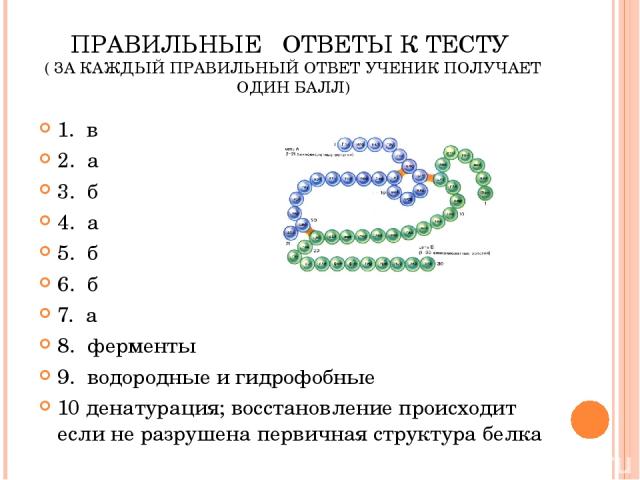 ПРАВИЛЬНЫЕ ОТВЕТЫ К ТЕСТУ ( ЗА КАЖДЫЙ ПРАВИЛЬНЫЙ ОТВЕТ УЧЕНИК ПОЛУЧАЕТ ОДИН БАЛЛ) 1. в 2. а 3. б 4. а 5. б 6. б 7. а 8. ферменты 9. водородные и гидрофобные 10 денатурация; восстановление происходит если не разрушена первичная структура белка