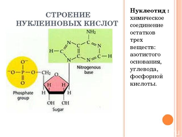 СТРОЕНИЕ НУКЛЕИНОВЫХ КИСЛОТ Нуклеотид : химическое соединение остатков трех веществ: азотистого основания, углевода, фосфорной кислоты.