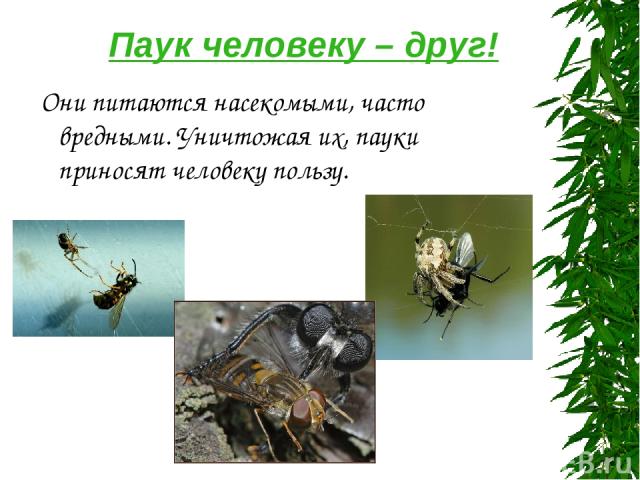Паук человеку – друг! Они питаются насекомыми, часто вредными. Уничтожая их, пауки приносят человеку пользу.