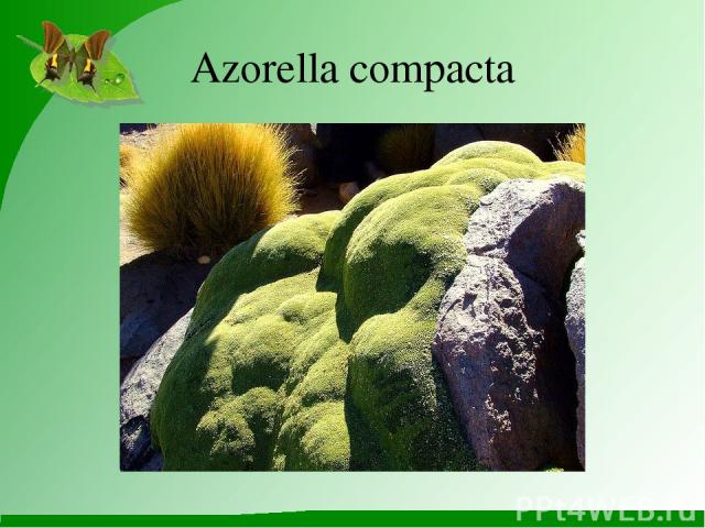 Azorella compacta