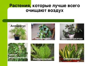 Растения, которые лучше всего очищают воздух Аспарагус Зебрина висячая Циссус ро
