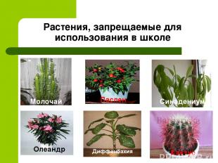 Растения, запрещаемые для использования в школе Олеандр Молочай Паслен Синадениу