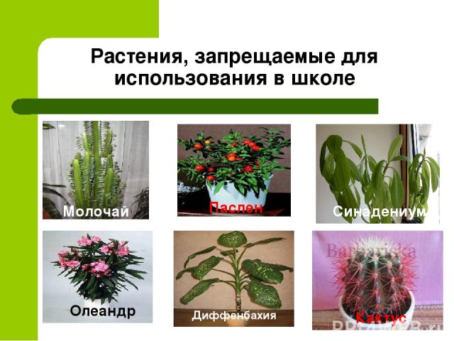 Растения, запрещаемые для использования в школе Олеандр Молочай Паслен Синадениум Диффенбахия Кактус