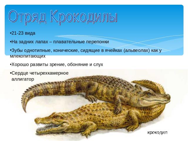 крокодил аллигатор 21-23 вида На задних лапах – плавательные перепонки Зубы однотипные, конические, сидящие в ячейках (альвеолах) как у млекопитающих Хорошо развиты зрение, обоняние и слух Сердце четырехкамерное