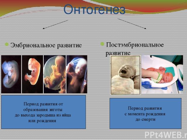 Онтогенез эмбриональное постэмбриональное. Эмбриональное и постэмбриональное развитие. Эмбриональный и постэмбриональный период развития. Эмбриональный период и постэмбриональный период. Постэмбриональный онтогенез.