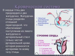 Кровеносная система В сердце птиц два предсердия и два желудочка. Желудочек птиц