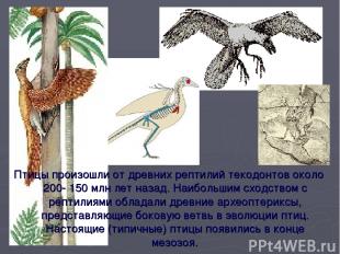Птицы произошли от древних рептилий текодонтов около 200- 150 млн лет назад. Наи