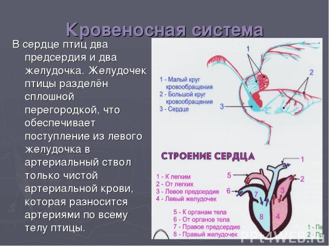 Кровеносная система В сердце птиц два предсердия и два желудочка. Желудочек птицы разделён сплошной перегородкой, что обеспечивает поступление из левого желудочка в артериальный ствол только чистой артериальной крови, которая разносится артериями по…