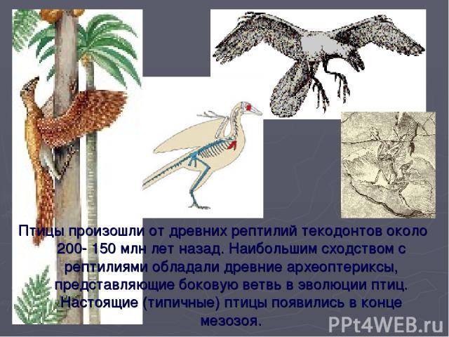 Птицы произошли от древних рептилий текодонтов около 200- 150 млн лет назад. Наибольшим сходством с рептилиями обладали древние археоптериксы, представляющие боковую ветвь в эволюции птиц. Настоящие (типичные) птицы появились в конце мезозоя.
