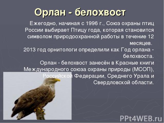 Орлан - белохвост Ежегодно, начиная с 1996 г., Союз охраны птиц России выбирает Птицу года, которая становится символом природоохранной работы в течение 12 месяцев. 2013 год орнитологи определили как Год орлана - белохвоста. Орлан - белохвост занесё…