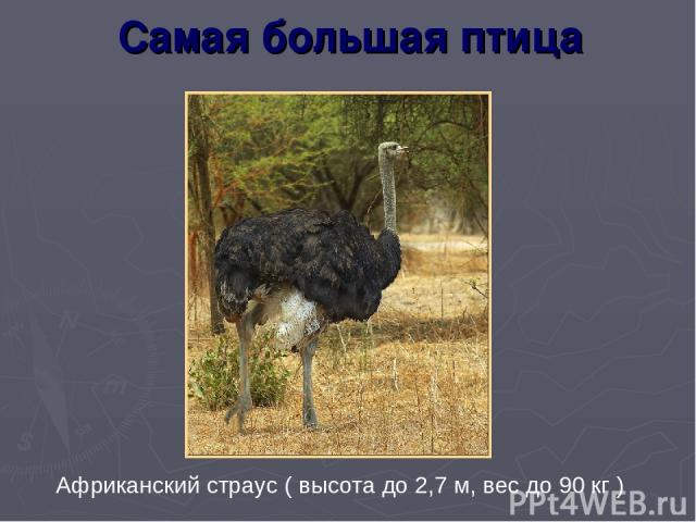 Самая большая птица Африканский страус ( высота до 2,7 м, вес до 90 кг )