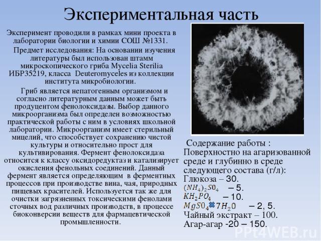 Экспериментальная часть Эксперимент проводили в рамках мини проекта в лаборатории биологии и химии СОШ №1331. Предмет исследования: На основании изучения литературы был использован штамм микроскопического гриба Mycelia Sterilia ИБР35219, класса Deut…