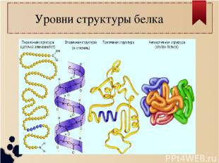 Уровни структуры белка
