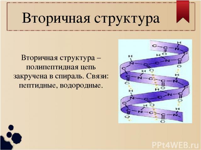 Вторичная структура Вторичная структура – полипептидная цепь закручена в спираль. Связи: пептидные, водородные.