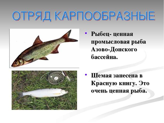 Рыбец- ценная промысловая рыба Азово-Донского бассейна. Шемая занесена в Красную книгу. Это очень ценная рыба.