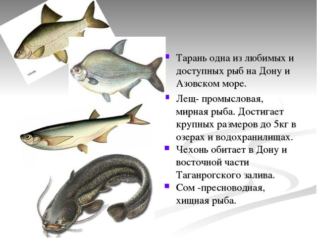 Тарань одна из любимых и доступных рыб на Дону и Азовском море. Лещ- промысловая, мирная рыба. Достигает крупных размеров до 5кг в озерах и водохранилищах. Чехонь обитает в Дону и восточной части Таганрогского залива. Сом -пресноводная, хищная рыба.