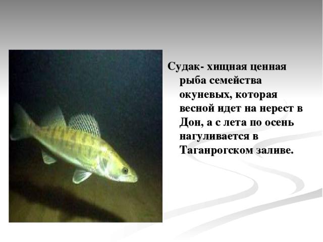 Судак- хищная ценная рыба семейства окуневых, которая весной идет на нерест в Дон, а с лета по осень нагуливается в Таганрогском заливе.