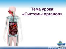 Презентация -Системы органов-