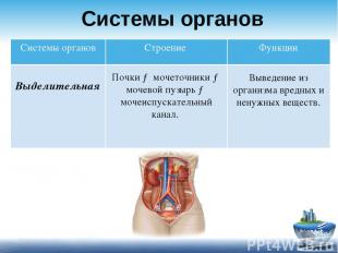 Системы органов Почки → мочеточники → мочевой пузырь → мочеиспускательный канал.