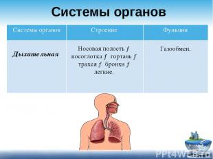 Системы органов Носовая полость → носоглотка → гортань → трахея → бронхи → легки