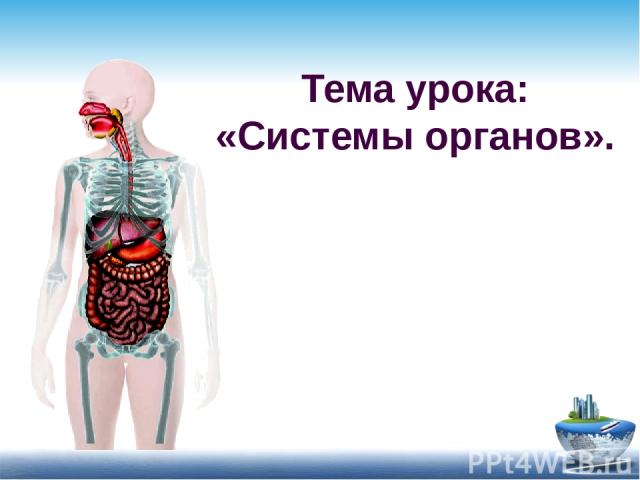 Тема урока: «Системы органов».