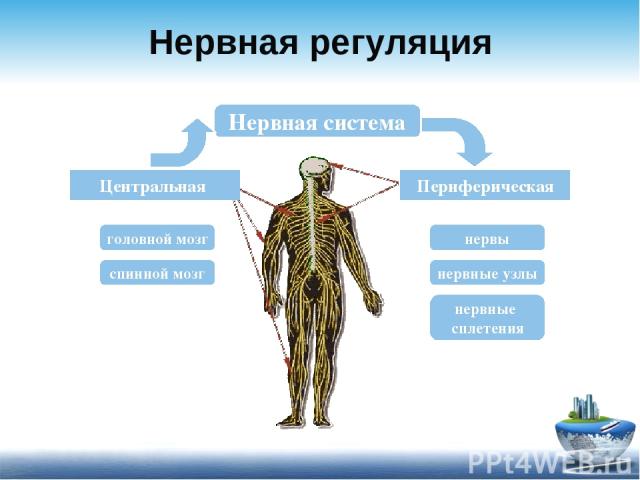 Нервная регуляция Нервная система Центральная Периферическая головной мозг спинной мозг нервы нервные узлы нервные сплетения