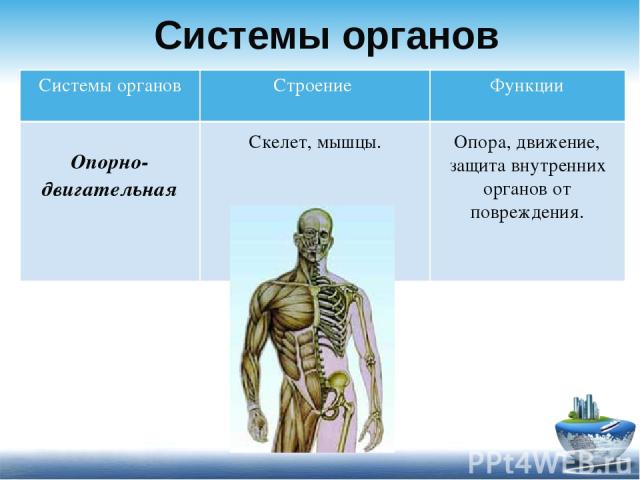 Системы органов Опора, движение, защита внутренних органов от повреждения. Скелет, мышцы. Системы органов Строение Функции Опорно-двигательная
