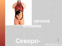 Презентация -Системы органов человека-