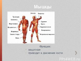 Мышцы Функции: защитная приводит в движение кости
