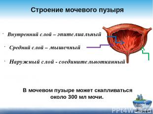 Строение мочевого пузыря Внутренний слой – эпителиальный Средний слой – мышечный