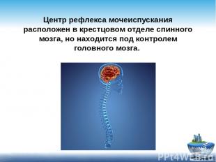 Центр рефлекса мочеиспускания расположен в крестцовом отделе спинного мозга, но
