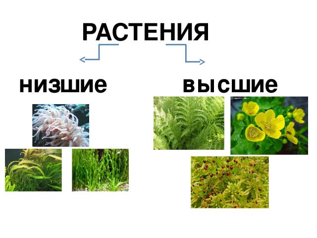 5 примеров низших растений