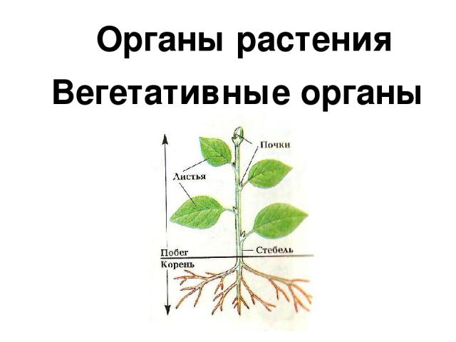 Тела растений имеет строение. Строение вегетативных органов растений. Вегетативные органы растений схема. Строение растений вегетативное и генеративное. Органы растений вегетативные и генеративные схема.