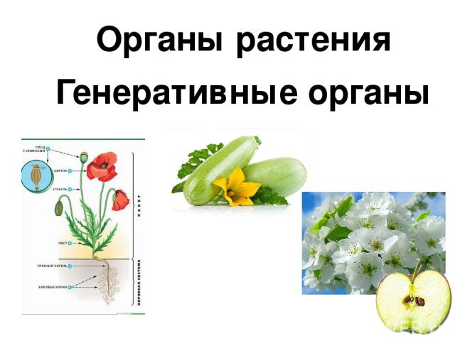 Органы растения Генеративные органы