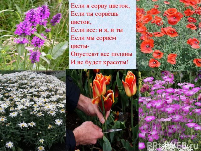 Если я сорву цветок, Если ты сорвёшь цветок, Если все: и я, и ты Если мы сорвём цветы- Опустеют все поляны И не будет красоты!