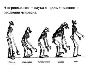 Антропология – наука о происхождении и эволюции человека.