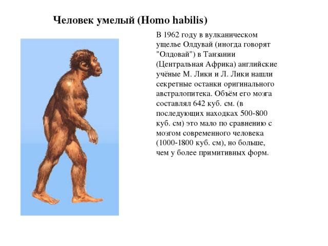 Человек умелый (Homo habilis) В 1962 году в вулканическом ущелье Олдувай (иногда говорят 