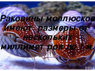 Раковины моллюсков имеют размеры от нескольких миллиметров до 1 м.