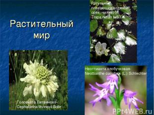 Растительный мир Головчата Литвинова- Cephalarina litvinovil Bobr Рогульник плав