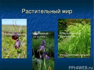 Растительный мир Рябчик русский – Fritillaria ruthenica Ирис низкий – Iris pumil