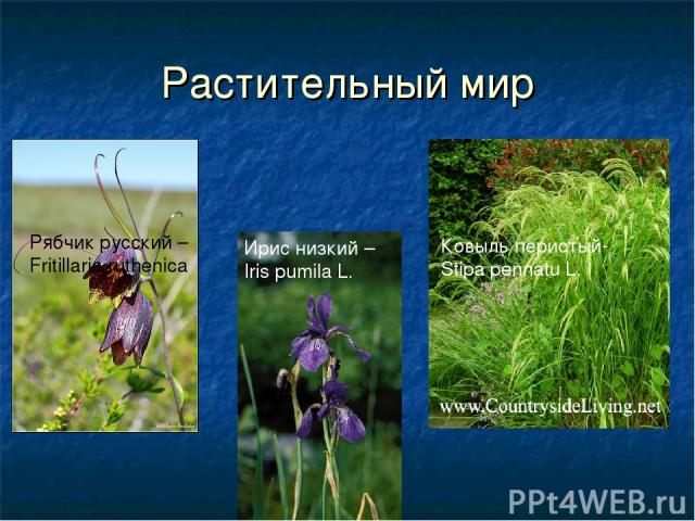 Растительный мир Рябчик русский – Fritillaria ruthenica Ирис низкий – Iris pumila L. Ковыль перистый- Stipa pennatu L.