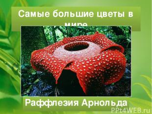 Самые большие цветы в мире Раффлезия Арнольда